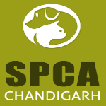 SOCIETY FOR THE PREVENTION OF CRUELTY TO ANIMALS