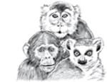 Primarily Primates Inc