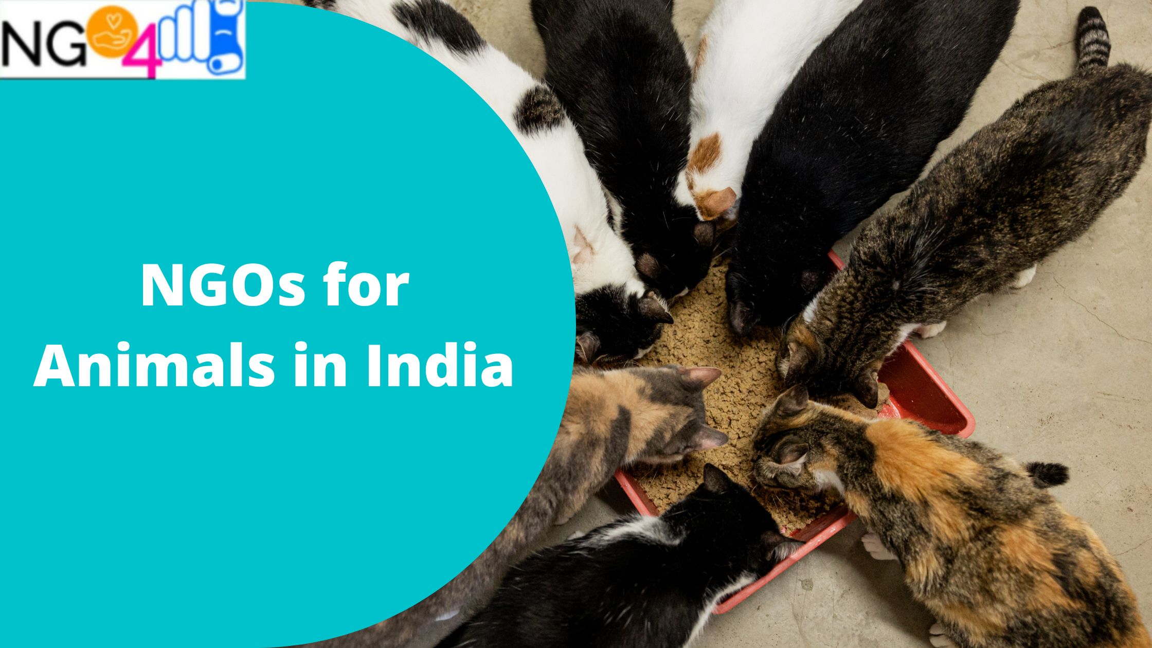 NGOs for Animals in India